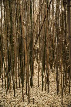 Brown bamboo forest in Rhode Island, USA