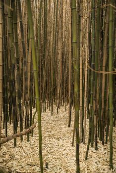 Brown bamboo forest in Rhode Island, USA