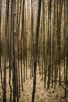 Brown bamboo forest in Rhode Island, USA