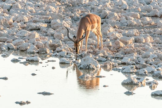 An impala ram, (Aepyceros melampus), drinking water at sunset at a waterhole in Northern Namibia