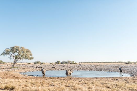 Three African elephants, Loxodonta africana, at a waterhole in Northern Namibia