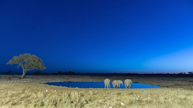 Three African Elephants, Loxodonta africana, drinking water at an artificially lit waterhole in Northern Namibia after sunset