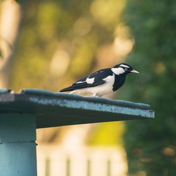 Black and white coloured Magpie Lark outside in the afternoon