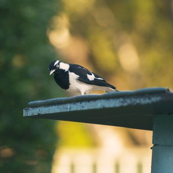 Black and white coloured Magpie Lark outside in the afternoon