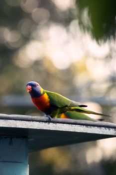 Rainbow lorikeet out in nature during the day.