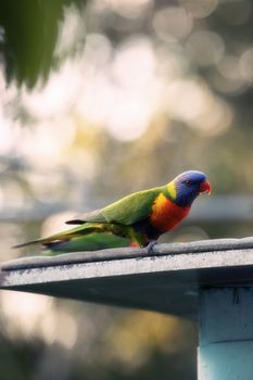 Rainbow lorikeet out in nature during the day.