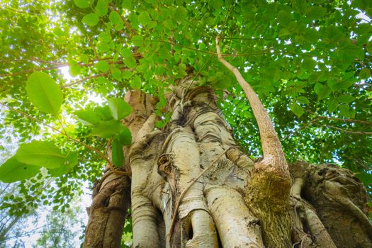  under gree tree canopy during autumn, nature background