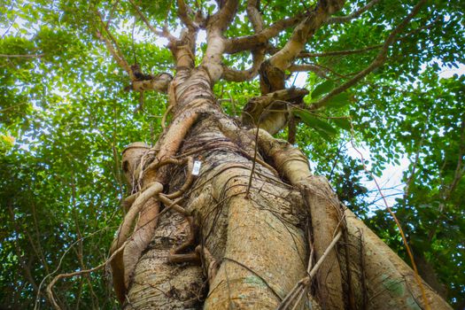  under gree tree canopy during autumn, nature background