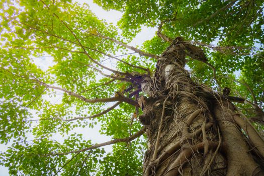  under gree tree canopy during autumn, nature background