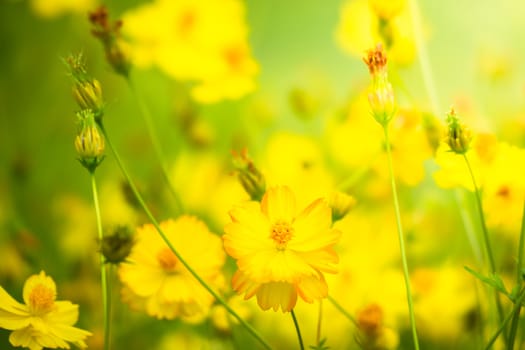 The background image of the colorful flowers, background nature