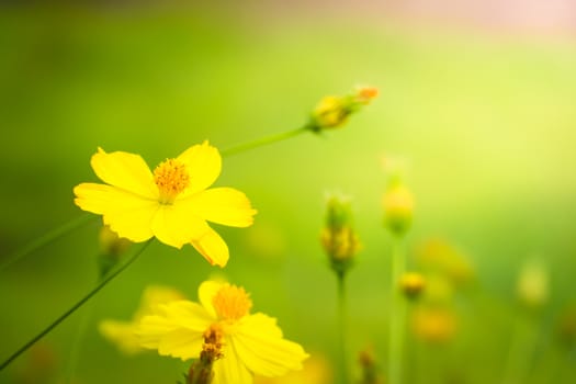 The background image of the colorful flowers, background nature