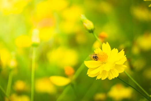 The background image of the colorful flowers, background nature