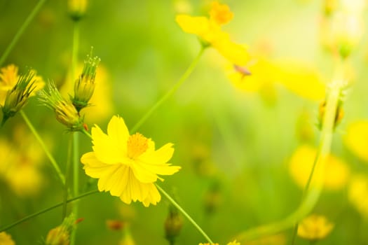 The background image of the colorful flowers, background nature