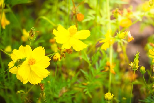 The background image of the colorful flowers, background nature