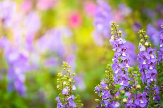 The background image of the colorful flowers, background nature