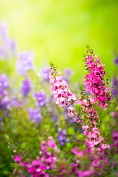 The background image of the colorful flowers, background nature