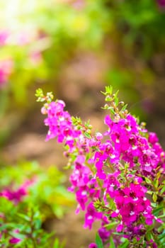 The background image of the colorful flowers, background nature