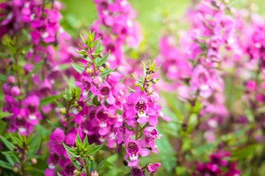 The background image of the colorful flowers, background nature