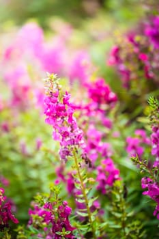 The background image of the colorful flowers, background nature