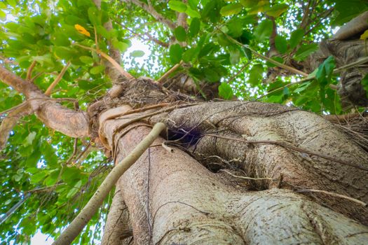  under gree tree canopy during autumn, nature background