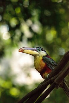 Curl-crested Aracari called Pteroglossus beauharnaesii found in the rain forest of South America