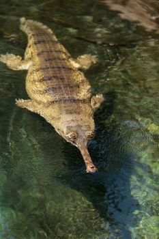 Gharial are found in India and Nepal and are scientifically known as Gavialis gangeticus.