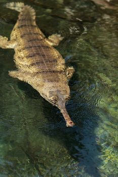 Gharial are found in India and Nepal and are scientifically known as Gavialis gangeticus.