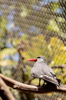 Inca tern bird called Larosterna inca is found in the islands and coastal cliffs of Peru and Chile.