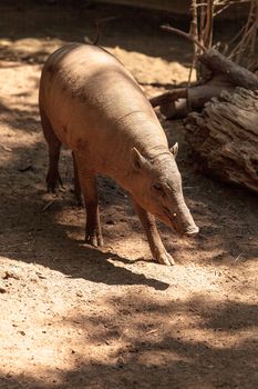 North Sulawesi Babirusa also called Babyrousa celebensis is a porcine animal found in Indonesia