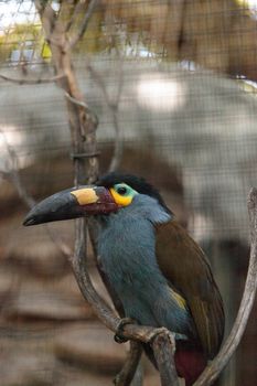 Plate-billed mountain toucan Andigena laminirostris behind the walls of a cage