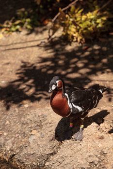 Red-Breasted Goose called Branta ruficollis can be found on the Tundra in Siberia, Russia