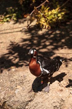 Red-Breasted Goose called Branta ruficollis can be found on the Tundra in Siberia, Russia