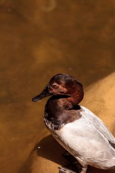 Redhead duck called Aythya Americana swimming in a marsh or lake in North America