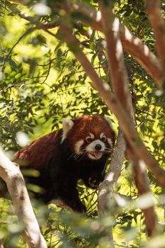 Red panda Ailurus fulgens forages for bamboo in a tree is found in the Himalayas and southwestern China.