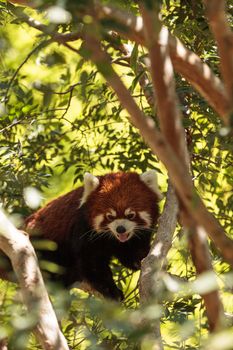 Red panda Ailurus fulgens forages for bamboo in a tree is found in the Himalayas and southwestern China.