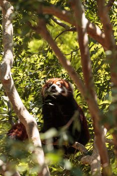 Red panda Ailurus fulgens forages for bamboo in a tree is found in the Himalayas and southwestern China.