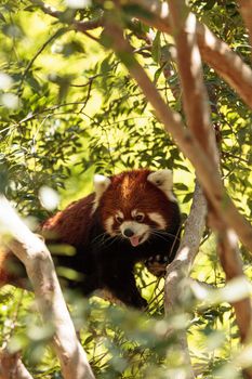 Red panda Ailurus fulgens forages for bamboo in a tree is found in the Himalayas and southwestern China.