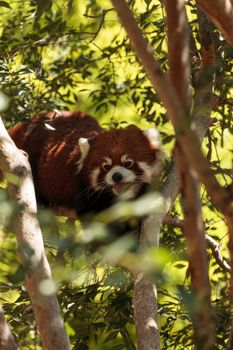 Red panda Ailurus fulgens forages for bamboo in a tree is found in the Himalayas and southwestern China.