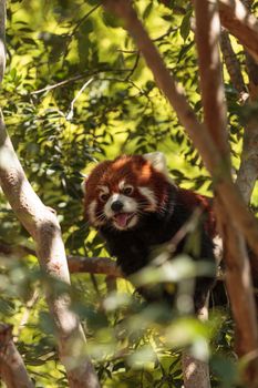 Red panda Ailurus fulgens forages for bamboo in a tree is found in the Himalayas and southwestern China.