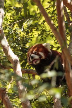 Red panda Ailurus fulgens forages for bamboo in a tree is found in the Himalayas and southwestern China.