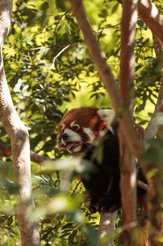 Red panda Ailurus fulgens forages for bamboo in a tree is found in the Himalayas and southwestern China.