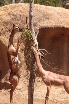 Southern Gerenuk Litocranius walleri are found in Tanzania