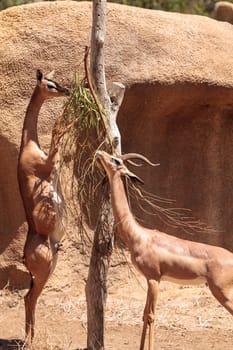 Southern Gerenuk Litocranius walleri are found in Tanzania