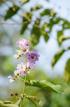 Lagerstroemia calyculata  is derived from its very characteristic mottled flaky bark.
It is a species of flowering plant in the Lythraceae family and found in Southeast Asia and Oceania.
it is quite common as a decorative tree in the parks of Thailand