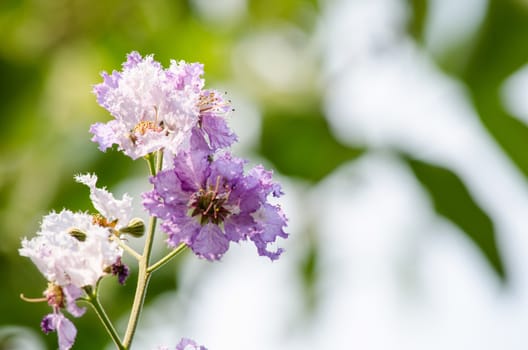 Lagerstroemia calyculata  is derived from its very characteristic mottled flaky bark.
It is a species of flowering plant in the Lythraceae family and found in Southeast Asia and Oceania.
it is quite common as a decorative tree in the parks of Thailand