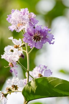 Lagerstroemia calyculata  is derived from its very characteristic mottled flaky bark.
It is a species of flowering plant in the Lythraceae family and found in Southeast Asia and Oceania.
it is quite common as a decorative tree in the parks of Thailand