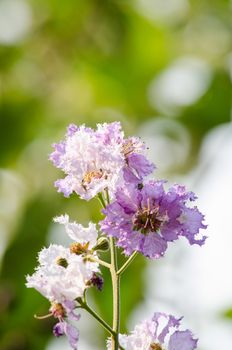 Lagerstroemia calyculata  is derived from its very characteristic mottled flaky bark.
It is a species of flowering plant in the Lythraceae family and found in Southeast Asia and Oceania.
it is quite common as a decorative tree in the parks of Thailand