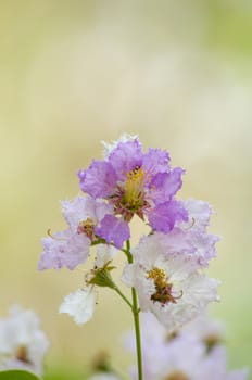 Lagerstroemia calyculata  is derived from its very characteristic mottled flaky bark.
It is a species of flowering plant in the Lythraceae family and found in Southeast Asia and Oceania.
it is quite common as a decorative tree in the parks of Thailand