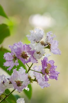 Lagerstroemia calyculata  is derived from its very characteristic mottled flaky bark.
It is a species of flowering plant in the Lythraceae family and found in Southeast Asia and Oceania.
it is quite common as a decorative tree in the parks of Thailand