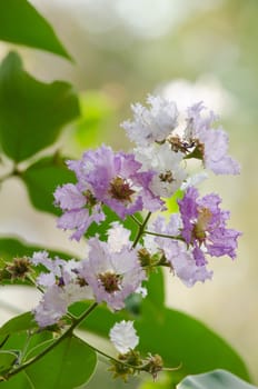 Lagerstroemia calyculata  is derived from its very characteristic mottled flaky bark.
It is a species of flowering plant in the Lythraceae family and found in Southeast Asia and Oceania.
it is quite common as a decorative tree in the parks of Thailand